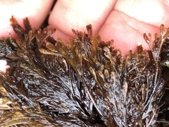 Microcladia borealis
