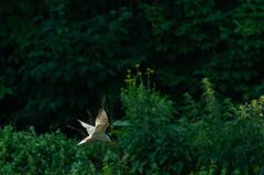 Sterna hirundo