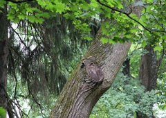 Dendrocopos leucotos