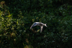 Sterna hirundo
