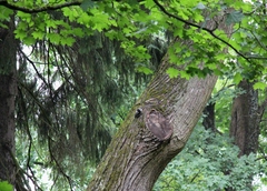 Dendrocopos leucotos