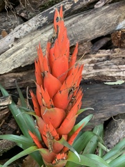 Tillandsia ponderosa