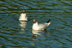 Chroicocephalus ridibundus