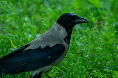 Corvus cornix