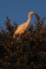 Egretta thula