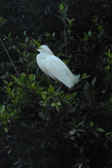 Egretta thula