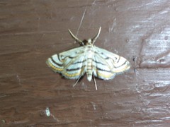 Parapoynx badiusalis