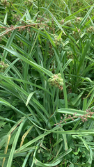 Tradescantia × andersoniana