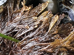 Microcladia borealis
