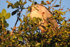 Nycticorax nycticorax