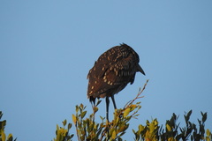 Nycticorax nycticorax