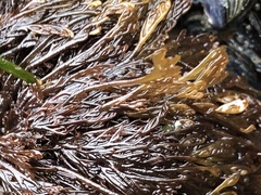 Microcladia borealis