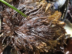 Microcladia borealis