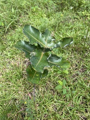 Asclepias amplexicaulis
