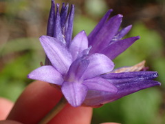 Dipterostemon capitatus capitatus