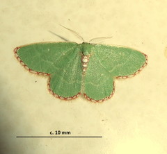 Allochrostes impunctata