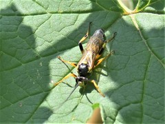 Ichneumon xanthorius