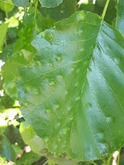 Taphrina sadebeckii