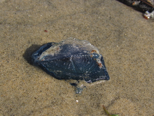 photo of By-the-wind Sailor (Velella velella)