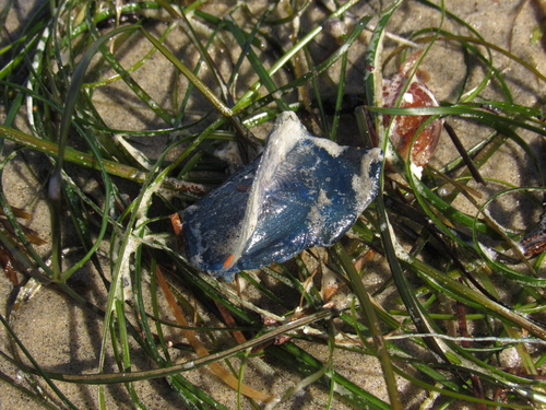 photo of By-the-wind Sailor (Velella velella)