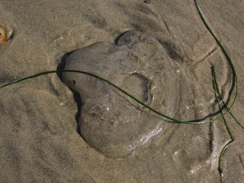 photo of Greater Moon Jelly (Aurelia labiata)