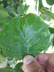 Taphrina sadebeckii