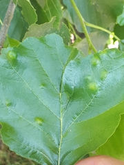 Taphrina sadebeckii