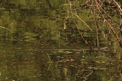 Thamnophis marcianus