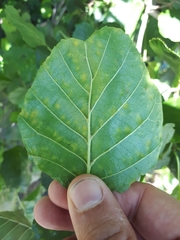 Taphrina sadebeckii