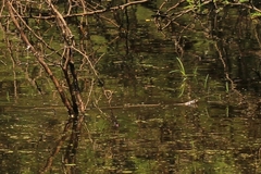 Thamnophis marcianus