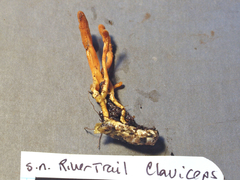 Cordyceps spegazzinii