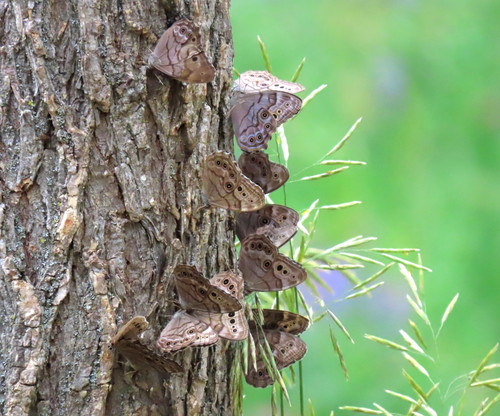 Northern Pearly-eye, Caledon, ON, Canada, photo 5 of 10