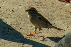 Passer domesticus