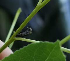 Coleophora multipulvella