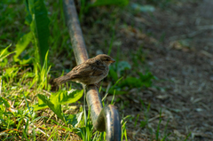 Passer domesticus