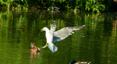 Larus argentatus