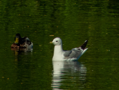 Larus argentatus