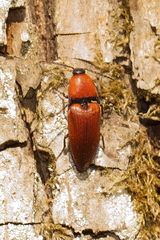 Elater ferrugineus