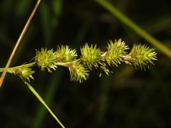 Carex normalis
