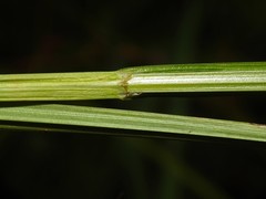 Carex normalis