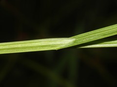Carex normalis