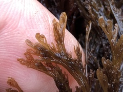 Microcladia borealis
