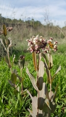 Asclepias macroura