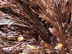 Microcladia borealis