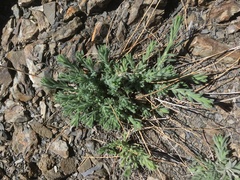 Anisocarpus scabridus