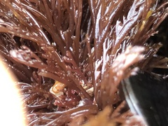 Microcladia borealis