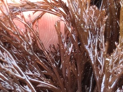 Microcladia borealis