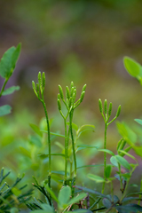 Diphasiastrum complanatum