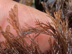 Microcladia borealis
