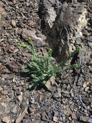 Anisocarpus scabridus